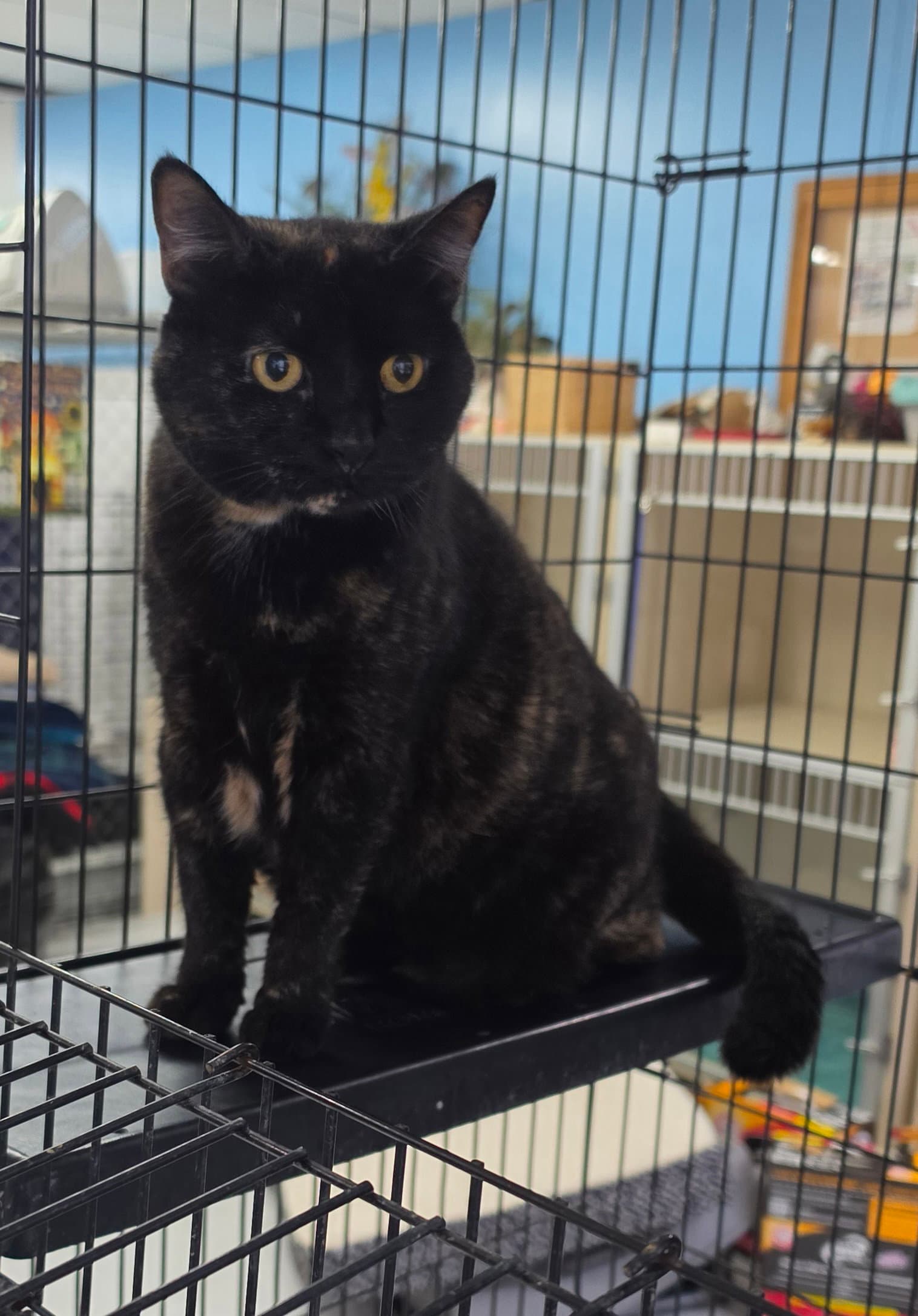 Sadie - Domestic Short Hair