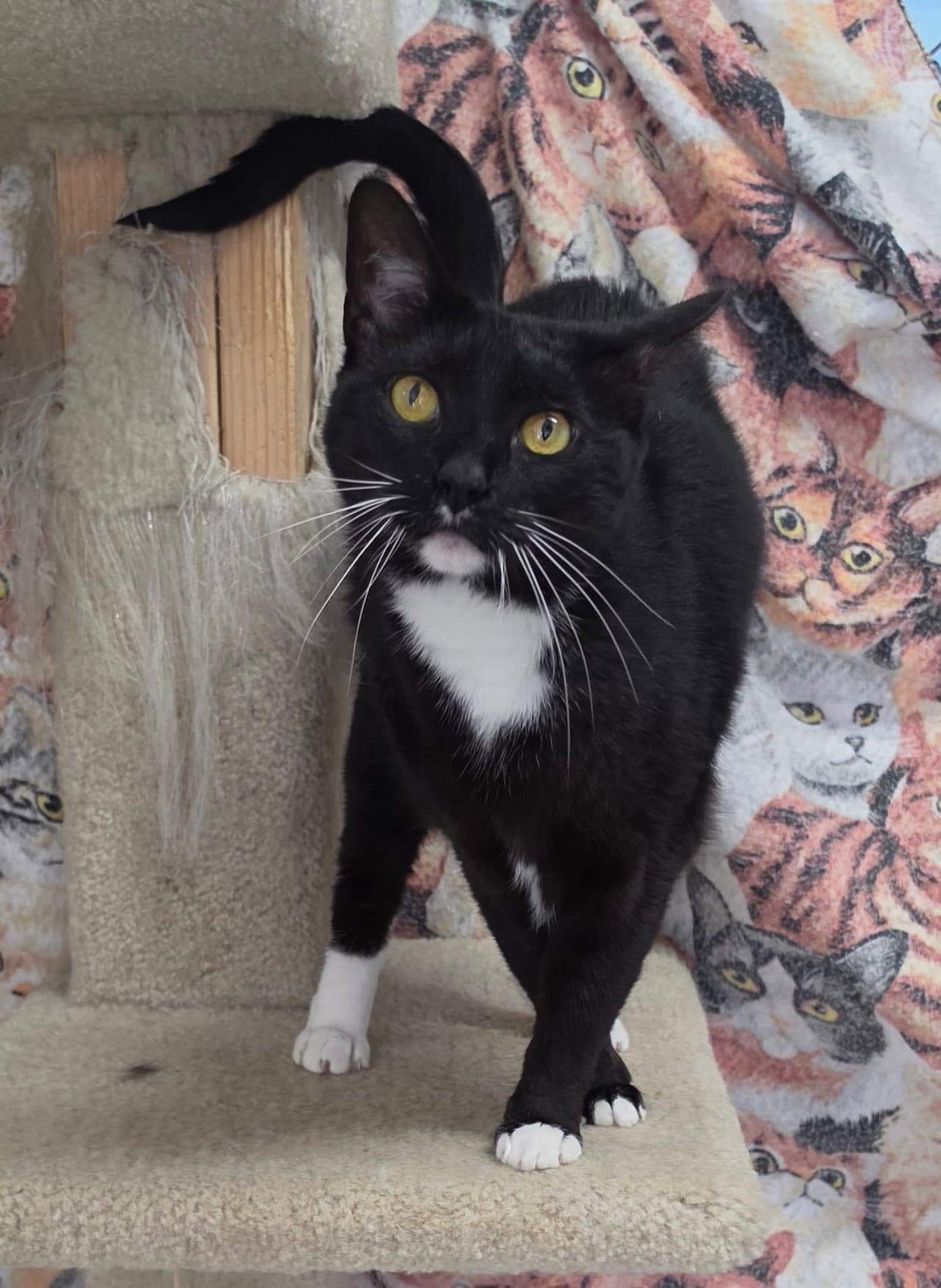 Socks - Domestic Short Hair