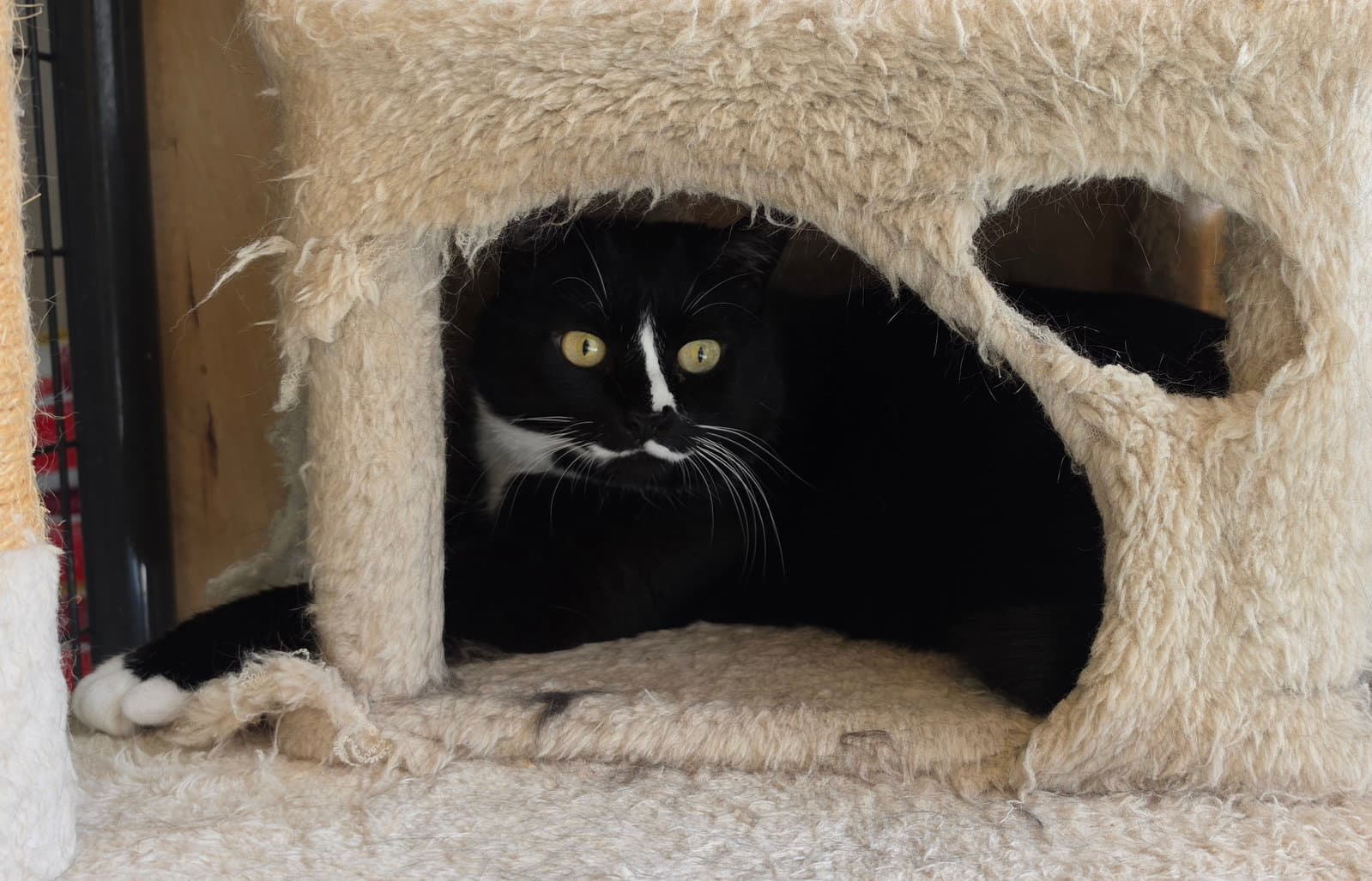 Dior - Domestic Short Hair