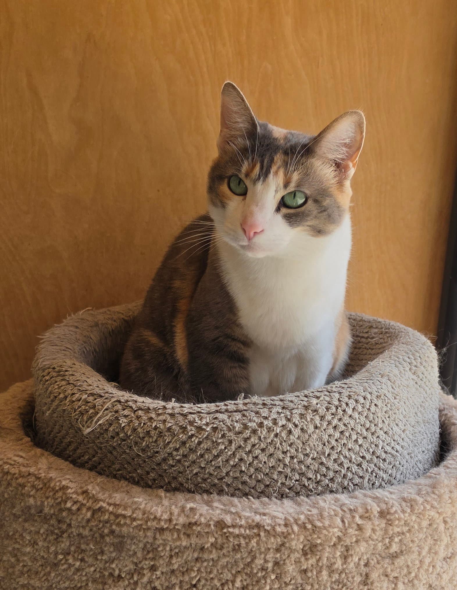 Patches - Domestic Short Hair