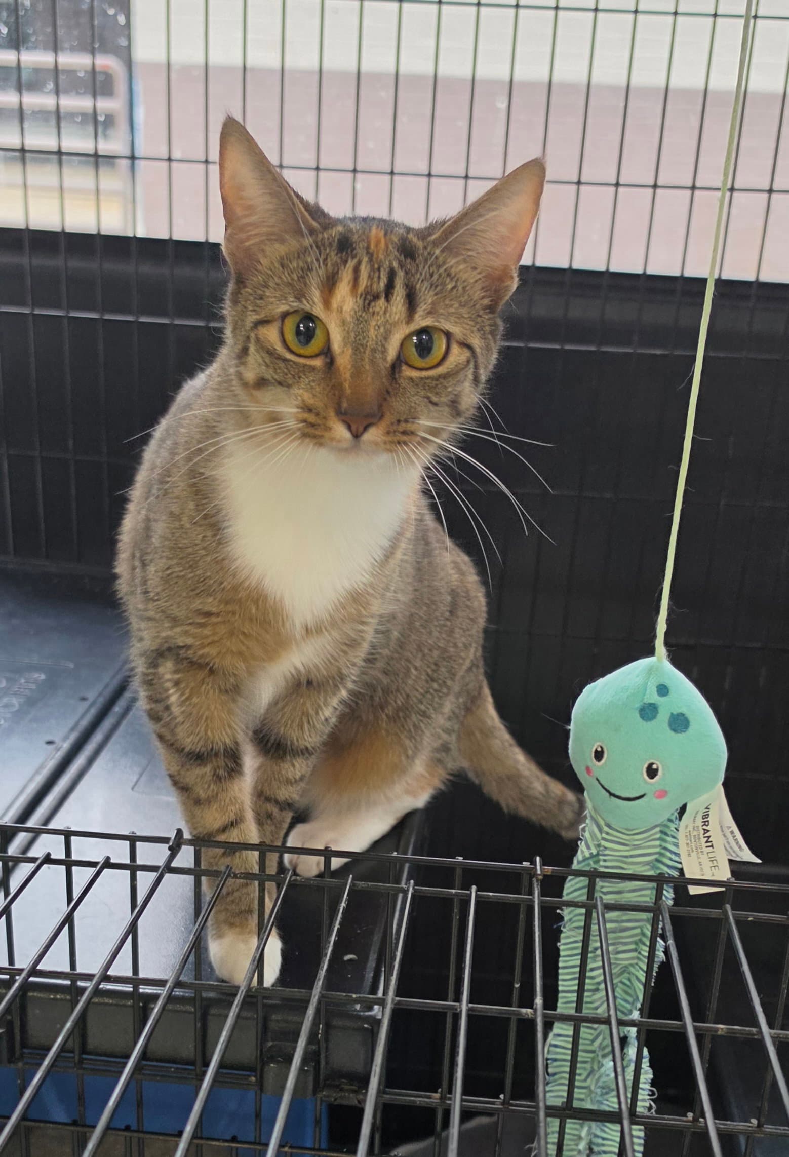Pumpkin - Domestic Short Hair
