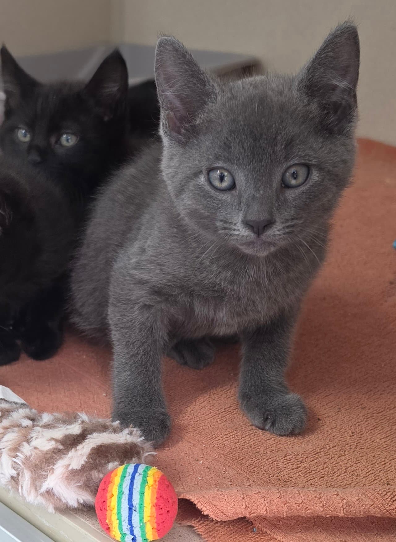 Aardvark - Domestic Short Hair