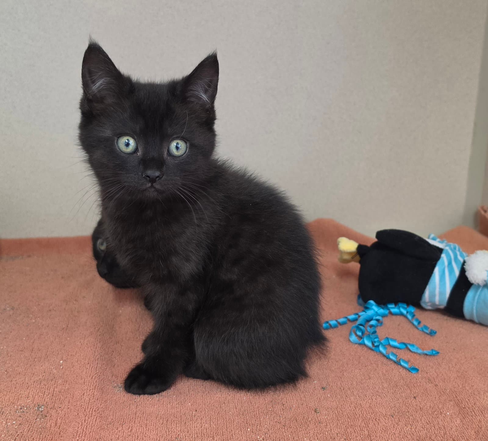 Koala - Domestic Short Hair