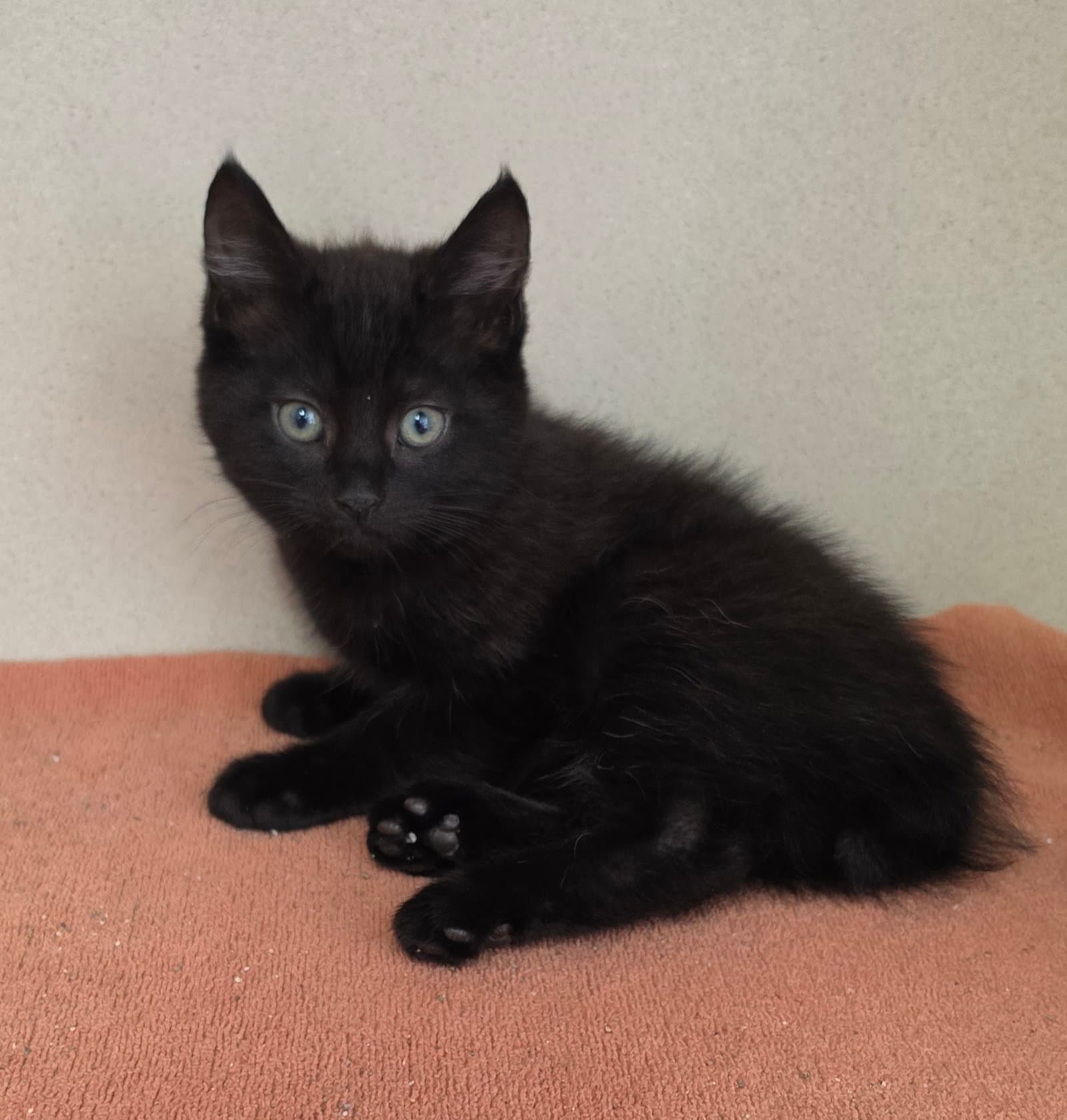Wombat - Domestic Short Hair