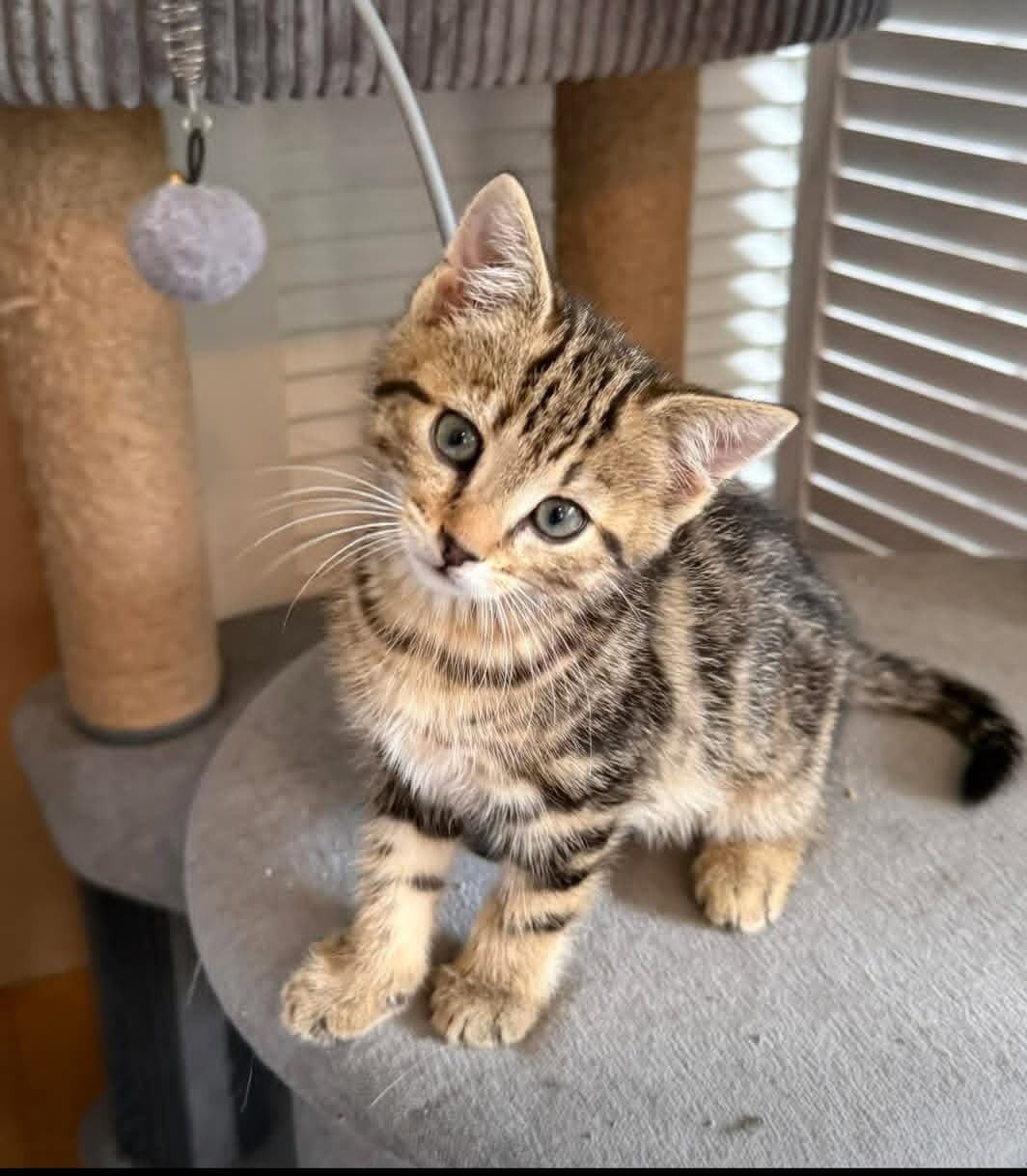 Peter - Domestic Short Hair