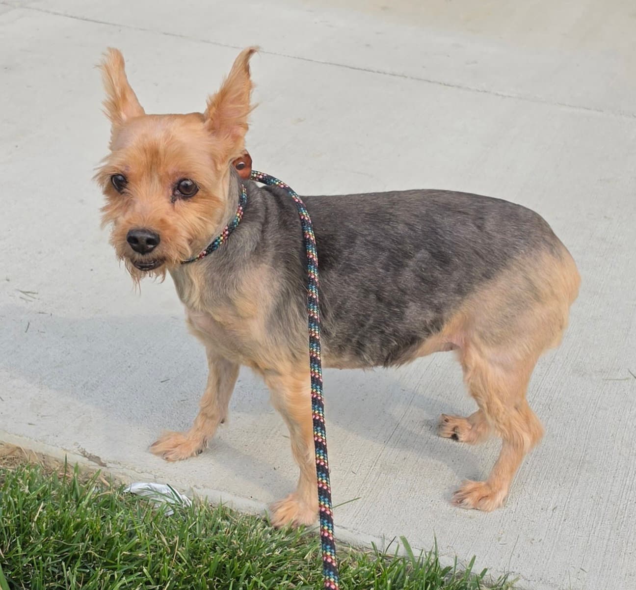 Hannah - Yorkshire Terrier Yorkie