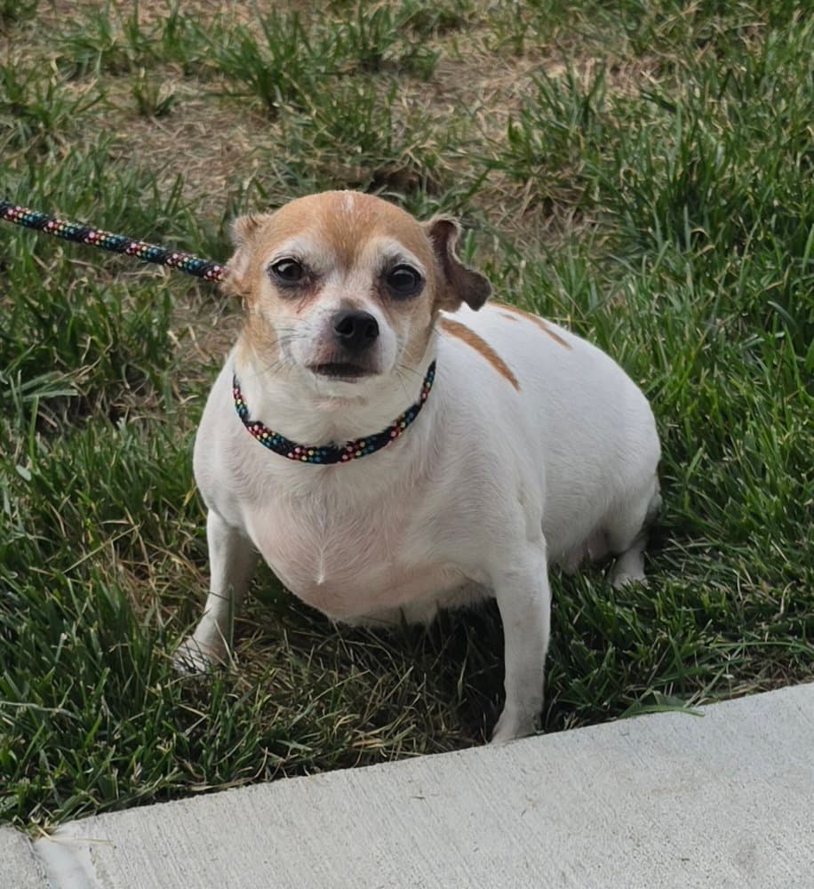 Emmy - Chihuahua