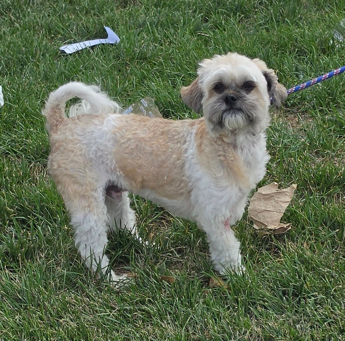 Dallas - Shih Tzu