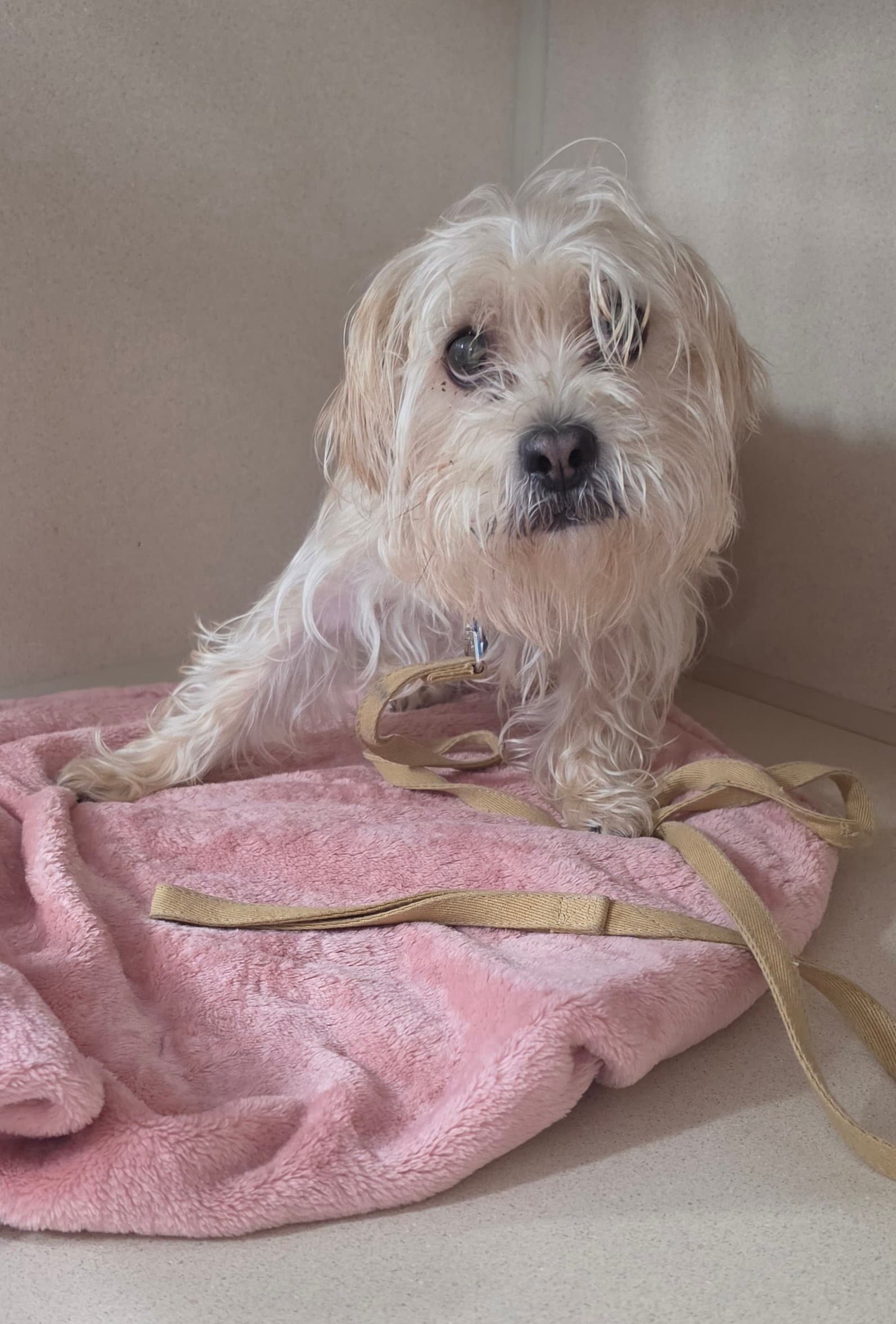 Winston - Yorkshire Terrier Yorkie