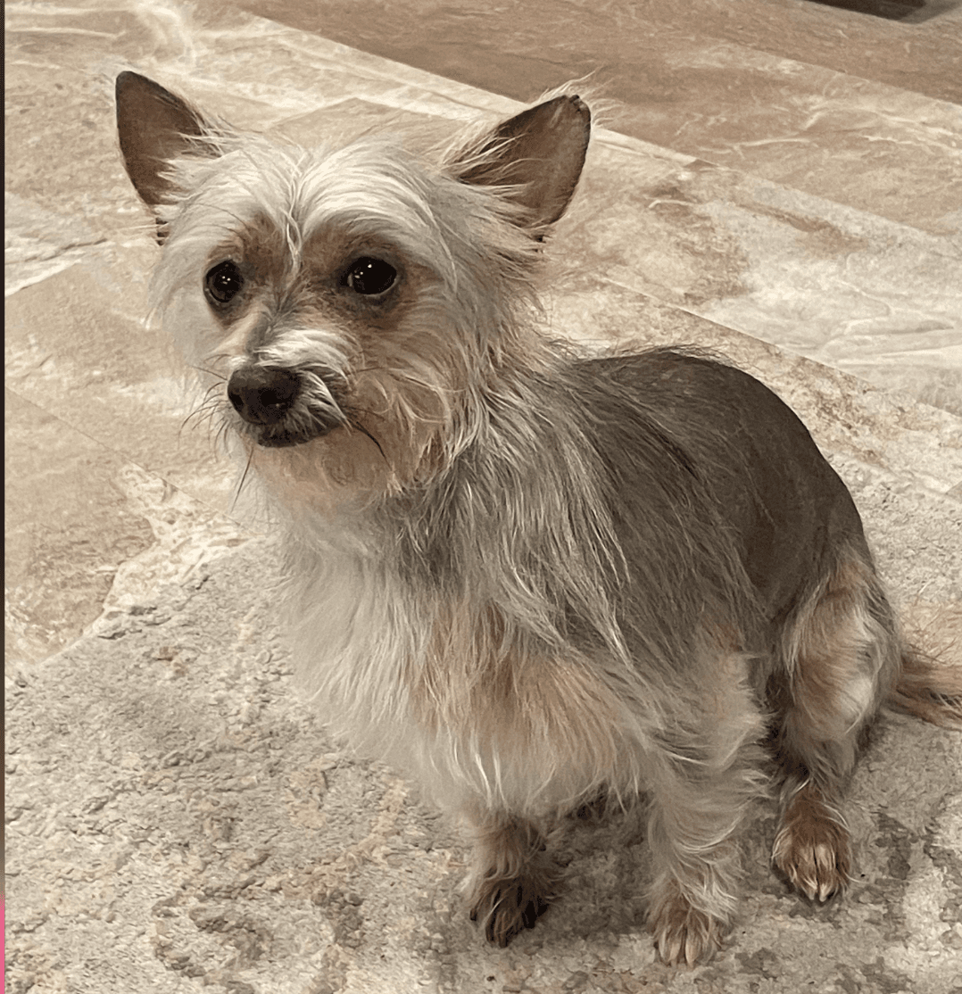Chrissy - Yorkshire Terrier Yorkie