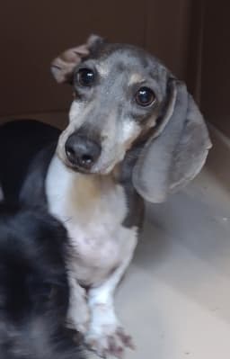 Gigi image 3