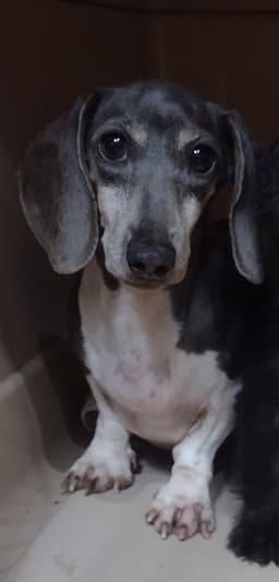 Gigi image 2