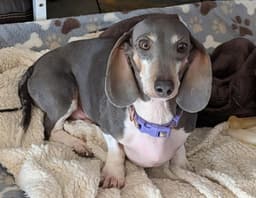Gigi image 1