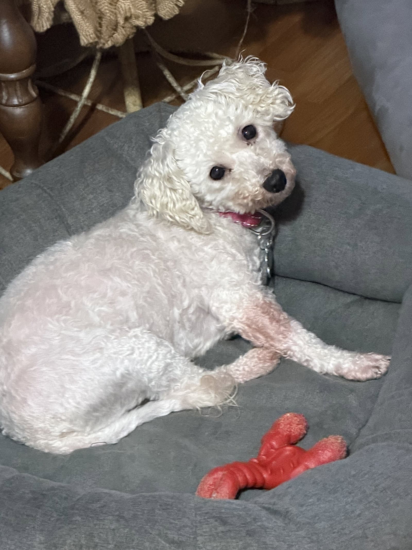 Snow - Bichon Frise