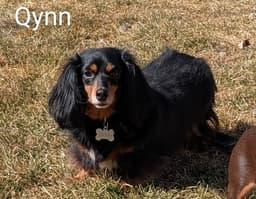 Qynn image 1