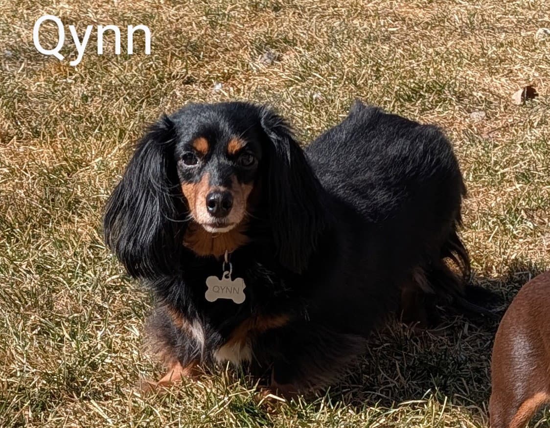 Qynn - Dachshund