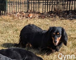Qynn image 3