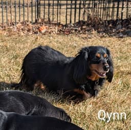 Qynn image 4