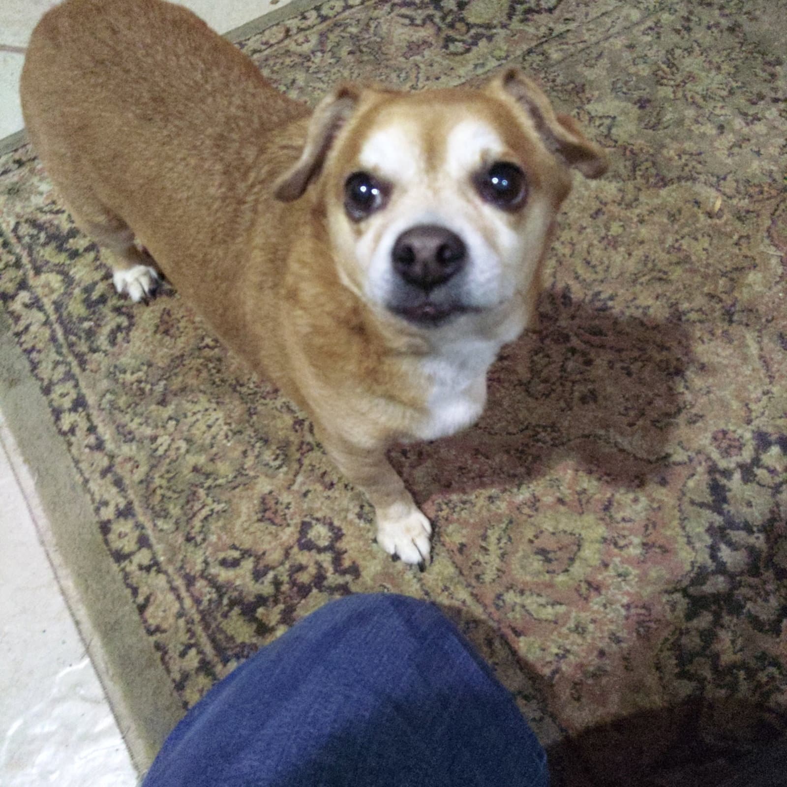 Sammy - Chihuahua