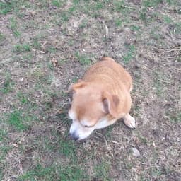 Sammy image 3