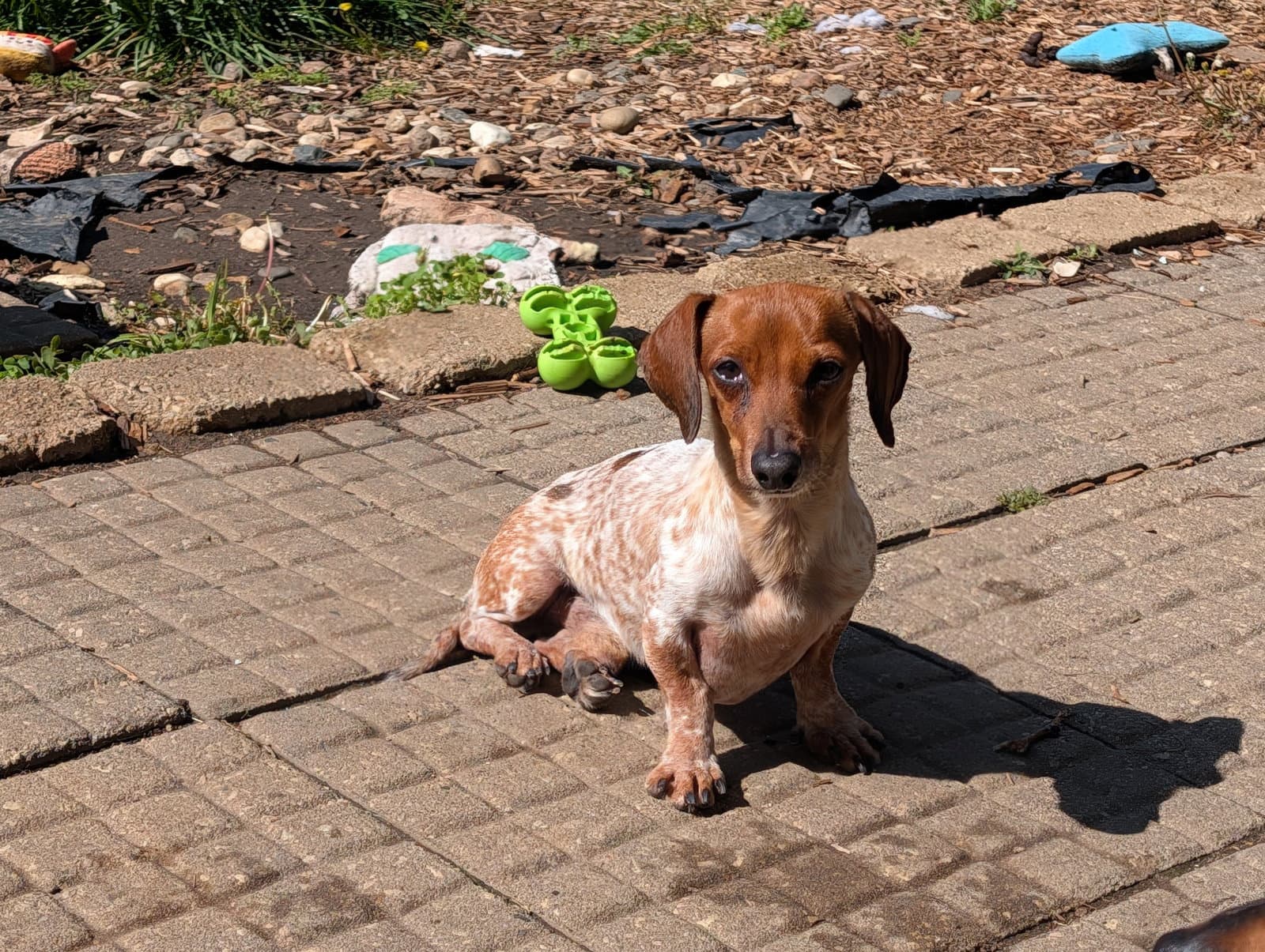 Splash - Dachshund