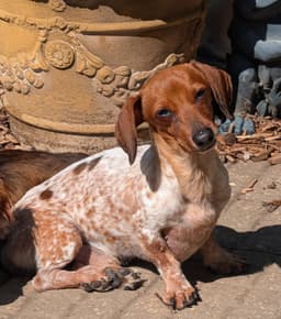 Splash image 2