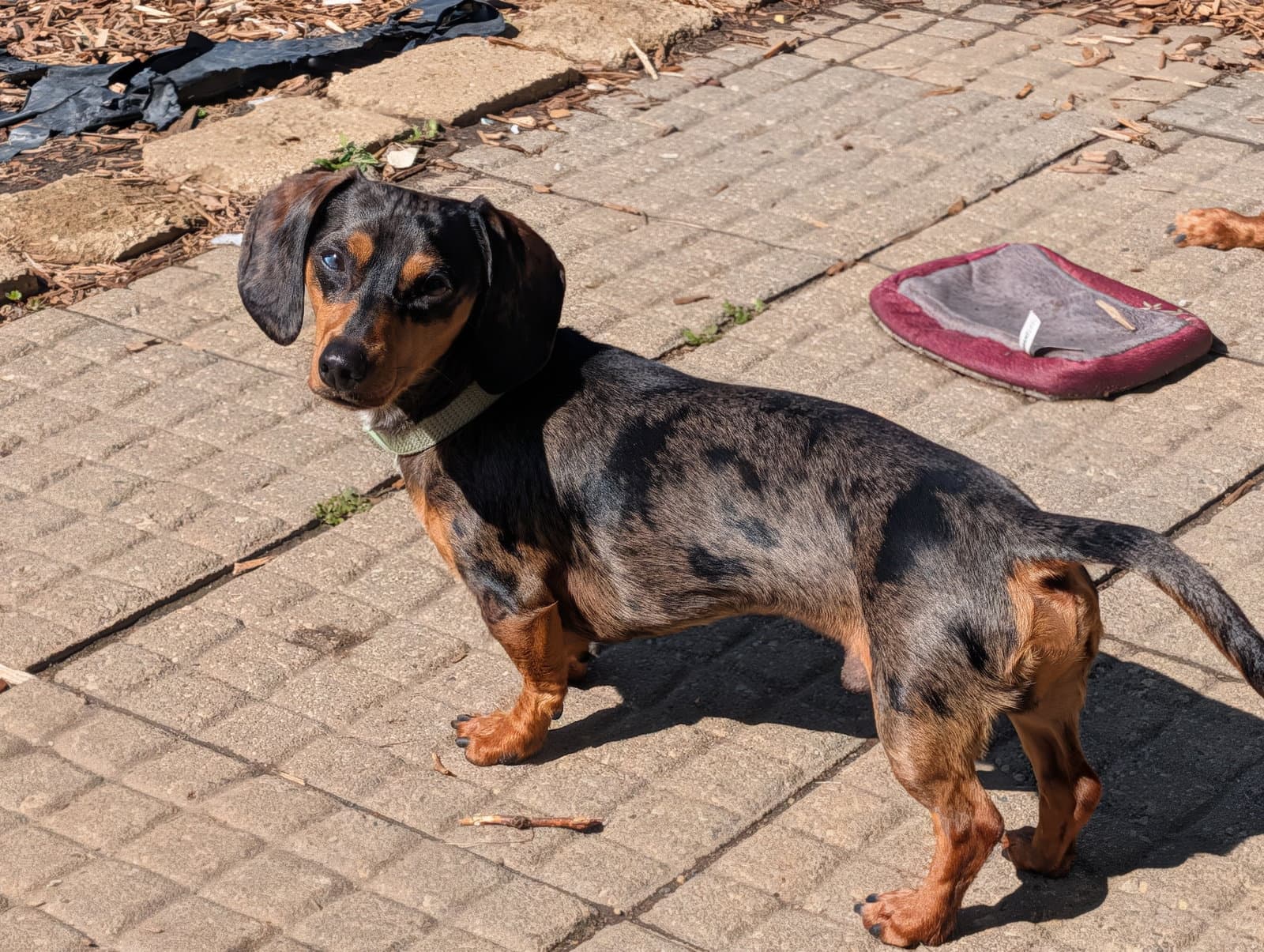 Buster And King Louie - Dachshund