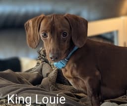 King Louie And Buster image 1