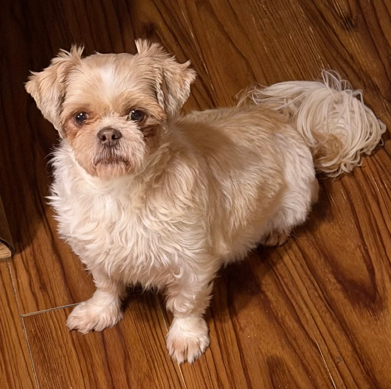 Loretta - Shih Tzu