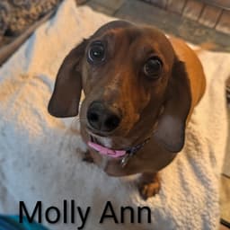 Molly Ann image 2
