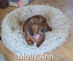 Molly Ann image 1