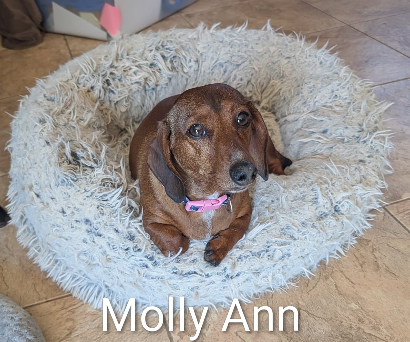 Molly Ann - Dachshund