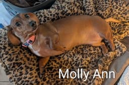 Molly Ann image 3
