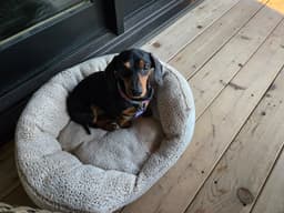 Frank image 1