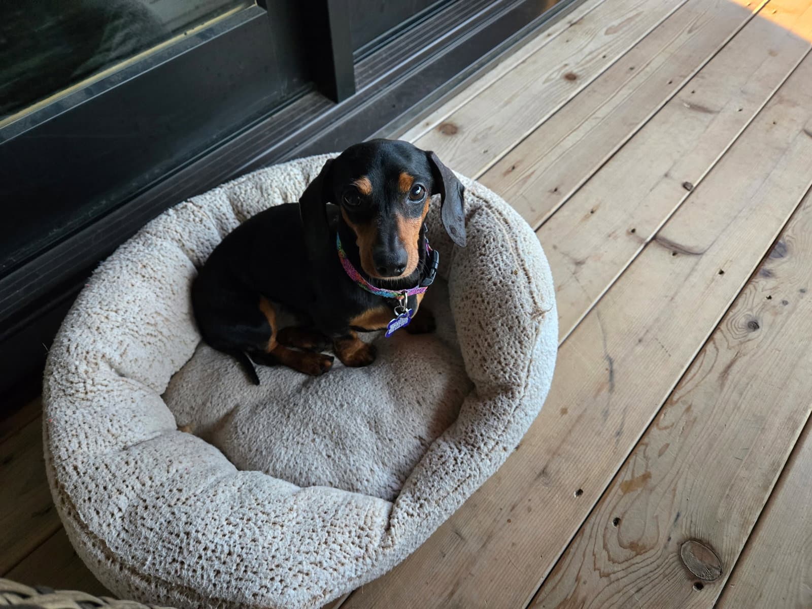Frank - Dachshund