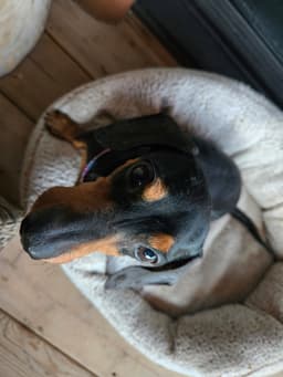 Frank image 2