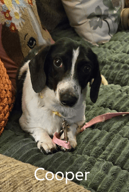 Cooper image 1