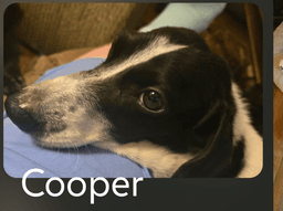 Cooper image 2