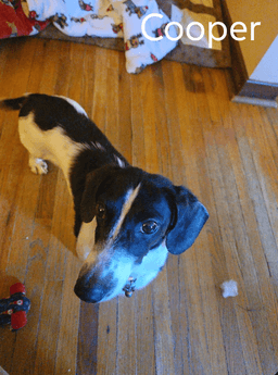 Cooper image 3