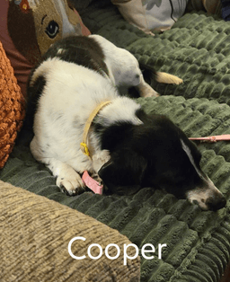 Cooper image 4