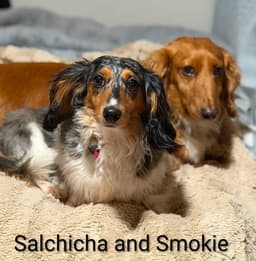 Smokie image 2