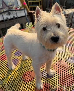 Eddie image 1