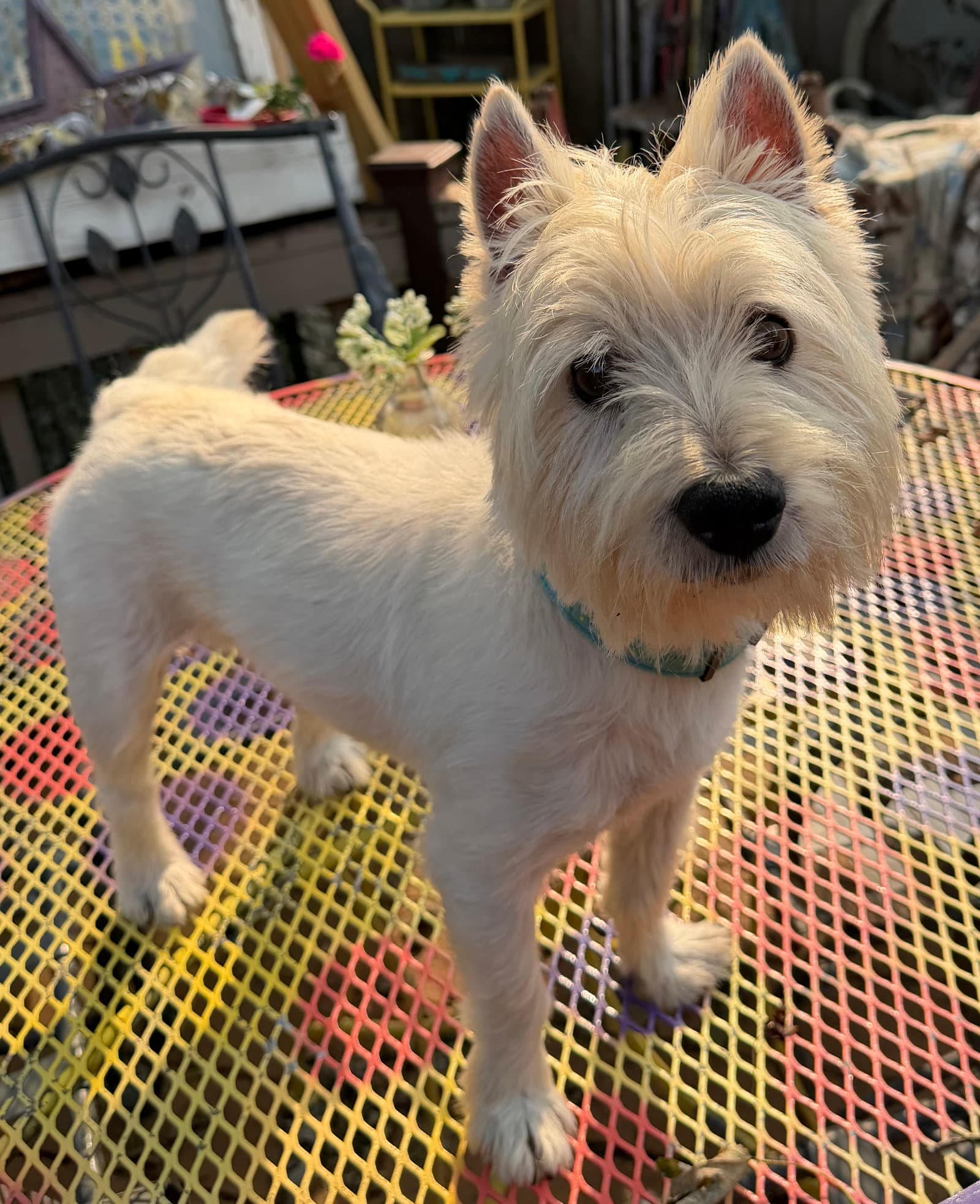 Eddie - West Highland White Terrier Westie
