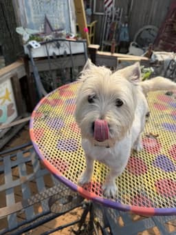 Eddie image 2