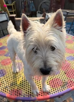 Eddie image 3