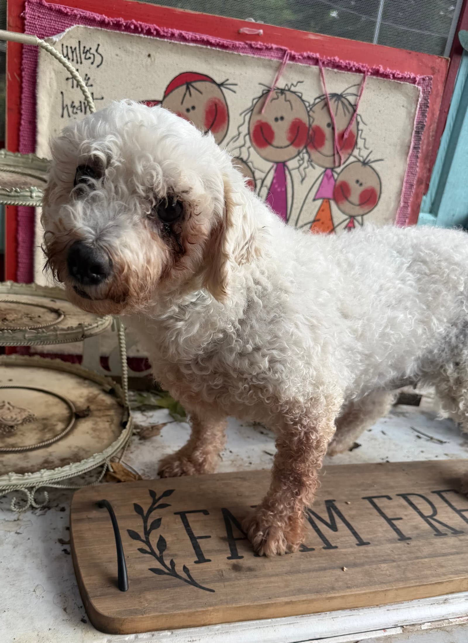 Cynthia - Bichon Frise