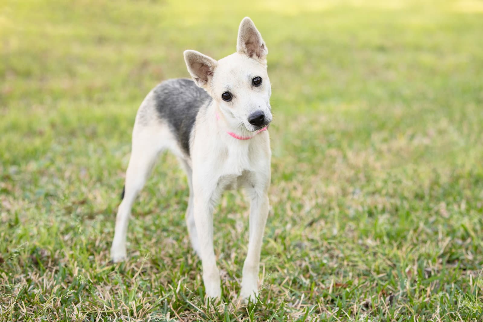 Roscoe - German Shepherd Dog
