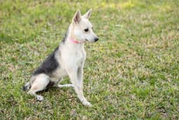 Roscoe image 3