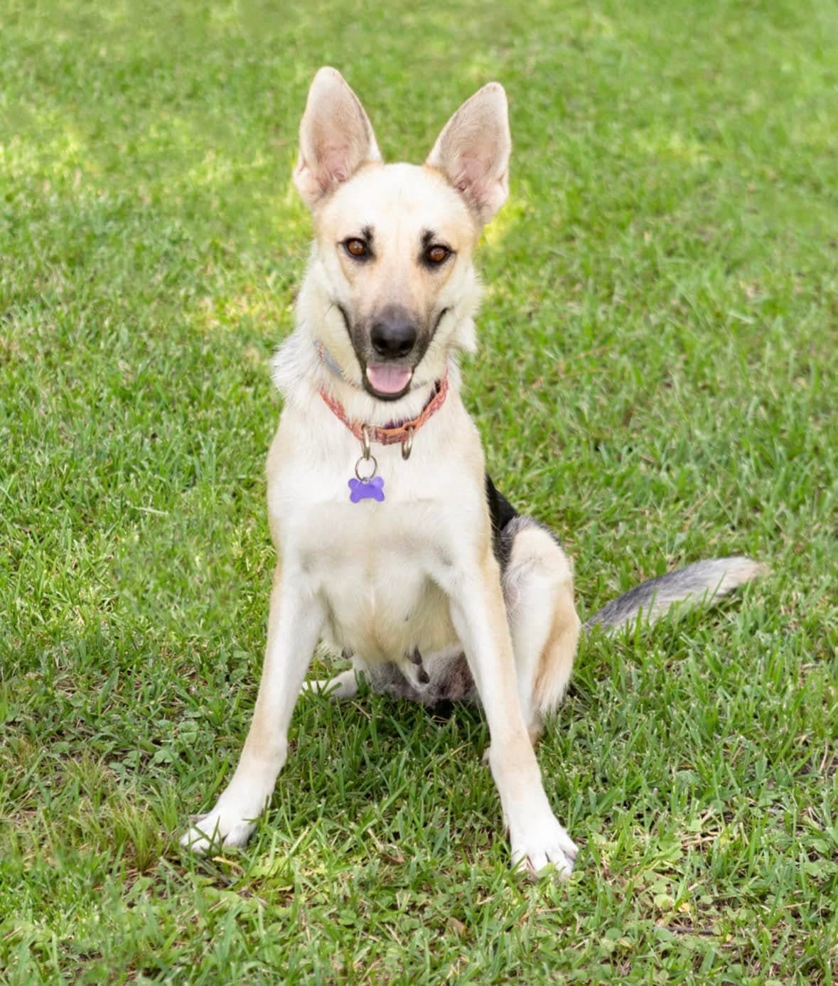 Angel - German Shepherd Dog