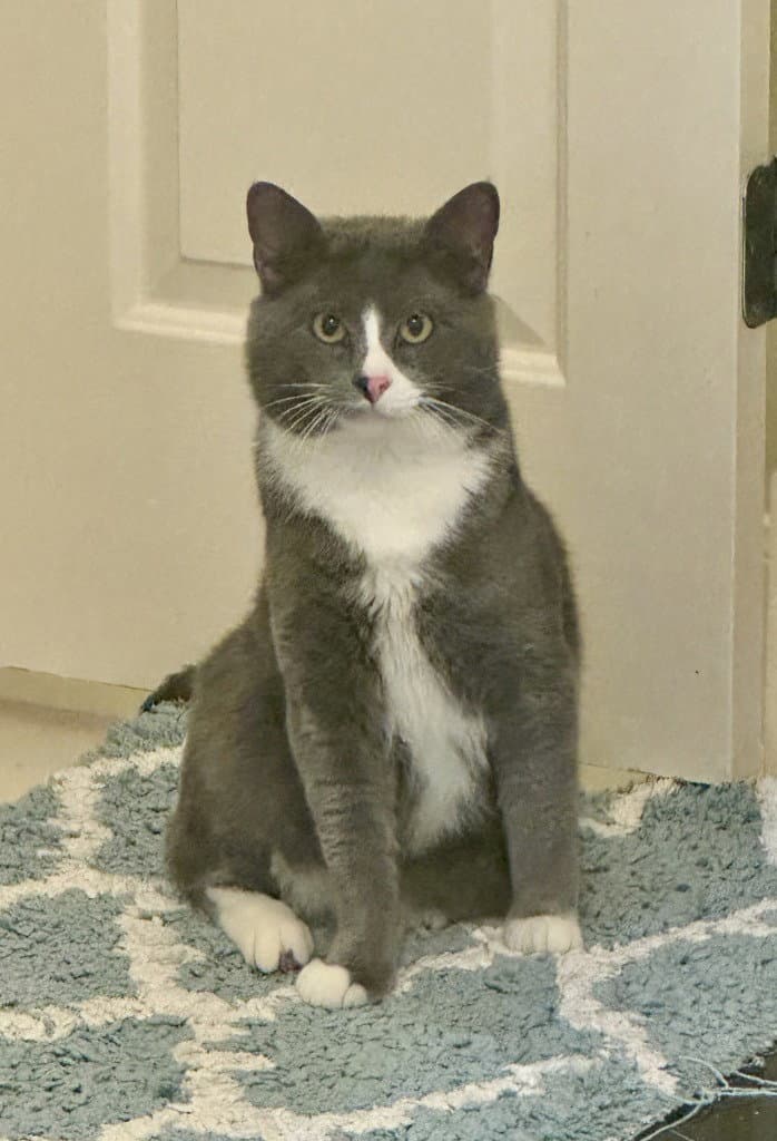 Bugs - Domestic Short Hair
